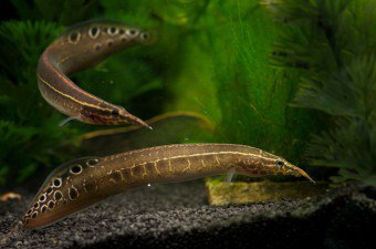 Macrognatus - een persoonlijke decoratieve paling in uw huis