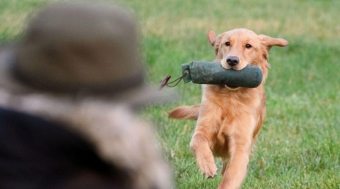 Posso ensinar um cachorro a trazer um pedaço de pau?