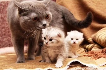 Meowing yavruları: bir kedi hamile olabildiğinde