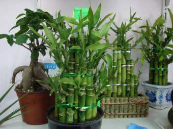 Nezvyčajná rastlina z bambusu: rastúme doma