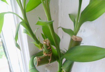 Nezvyčajná rastlina z bambusu: rastúme doma