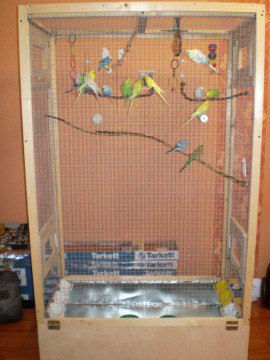 Caratteristiche di cura per pappagalli