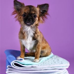 Pampers pre psov: ako si vybrať, dať a používať