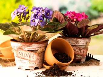 Plantar de plantas de interior, se é possível transplantar flores interiores no outono