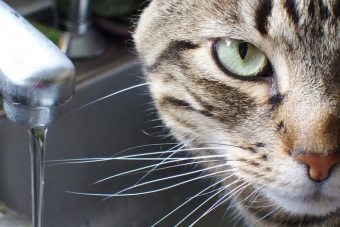 Waarom houden katten zoveel van valeriaan?