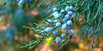 Ciri-ciri berguna bagi juniper, aplikasinya