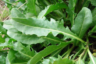 arugula의 유용한 특성, 심은 방법, 재배 및 저장 방법