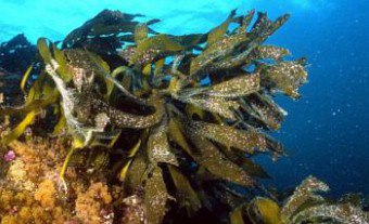 Vücudumuz için kahverengi deniz yosununun faydaları