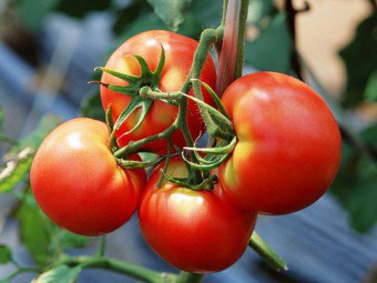 Tomato dalam kehamilan - boleh atau tidak?