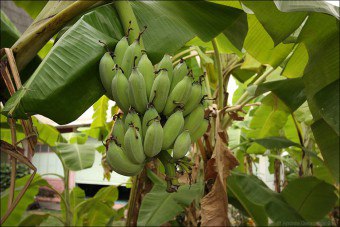 Pravidlá skladovania banánov v obchode a doma
