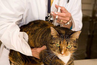 Regler och system för vaccinering av katter, omhändertagande av djur efter proceduren