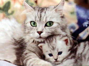 Pravidlá a schéma očkovania mačiek, starostlivosť o zvieratá po ukončení procedúry