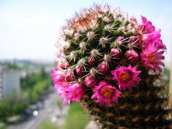 Reguli pentru transplantul de cactusi si suculente