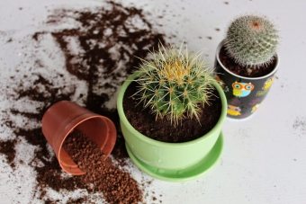 Reguli pentru transplantul de cactusi si suculente