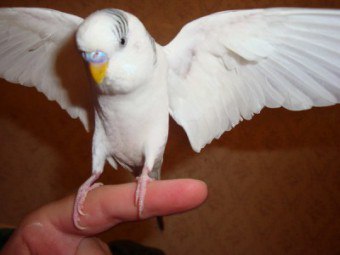 Domesticirea de papagali ondulați: reguli de bază