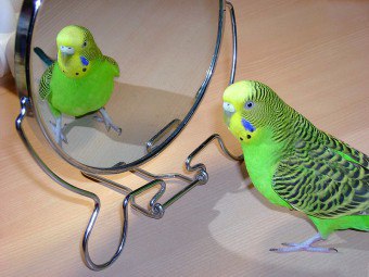Domesticirea de papagali ondulați: reguli de bază