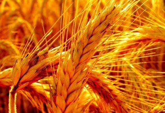 発芽小麦：良いと悪い。どのように芽を取る？