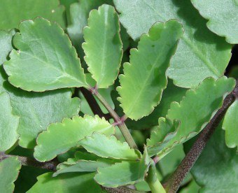 Odrody Kalanchoe a jeho liečebné vlastnosti - v praxi využívame výhody rastliny!
