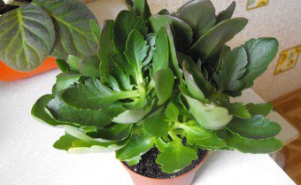 Varieti Kalanchoe dan sifat penyembuhannya - kami menggunakan faedah tumbuhan dalam amalan!