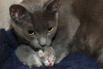 Pôrod domácej mačky: ako a ako pomôcť pet?