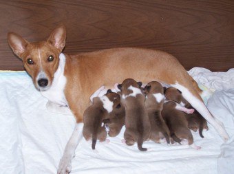 الولادة في الكلاب: كيف يحدث ذلك؟