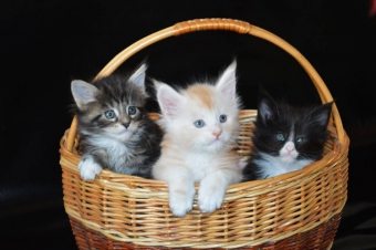 「A」から「I」までの子猫の誕生：あなたは猫の所有者を知るために何が必要ですか？