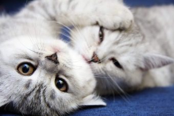 Nașterea pisoiilor de la "A" la "I": ce trebuie să cunoașteți proprietarii de pisici?
