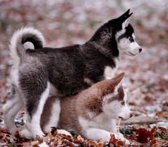 Siberian Husky: rase kjæledyr for aktive mennesker
