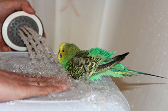 Tips om hvordan du vasker en papegøye hvis den er i støv, lim eller maling
