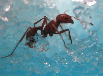 Bir karınca çiftliği bakımı için ipuçları