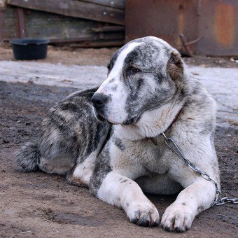 الراعي آسيا الوسطى الكلب هو صديق مخلص والحامي يمكن الاعتماد عليها