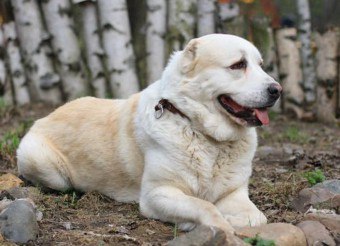 الراعي آسيا الوسطى الكلب هو صديق مخلص والحامي يمكن الاعتماد عليها