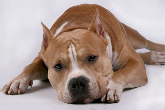 Staffordshire Terrier - hengiven "morder"