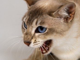 Canavar kediden daha korkunç değil: kedi ısırdı, el kabardı - ne yapmalı?