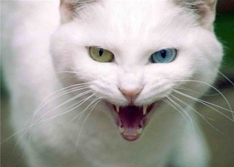 Canavar kediden daha korkunç değil: kedi ısırdı, el kabardı - ne yapmalı?