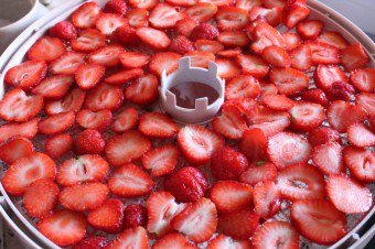 말린 딸기 : 유용한 주입과 달인을 만들기위한 요리법