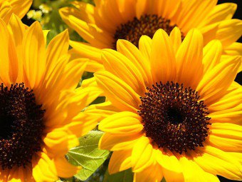 Adakah bunga matahari daripada benih bunga matahari berkembang?