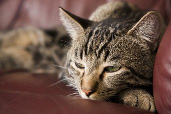 Mačka má vodnaté oči: príčiny ochorení a ich liečbu