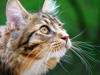 Katten har vattna ögon: orsakerna till sjukdomar och deras behandling