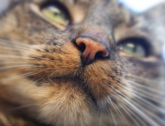 هل يحتوي القط على آذان حارة وأنف جاف - مرض أو حدث شائع؟