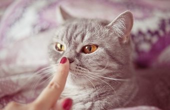 هل يحتوي القط على آذان حارة وأنف جاف - مرض أو حدث شائع؟