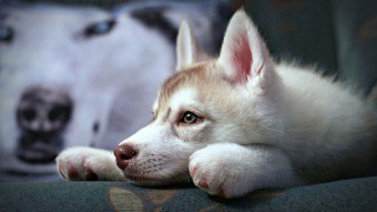 Mengajar anak anjing untuk tidak menggigit: kelebihan pelbagai kaedah pendidikan