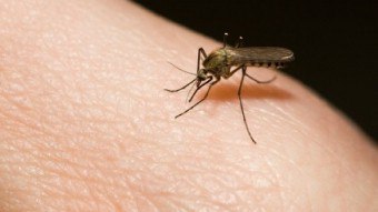 Gigit serangga: rawatan, langkah pencegahan
