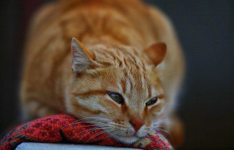 Aké sú príčiny a liečba krvi v moči u mačky?