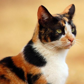 Vad är hemligheten hos katternas tricolorfärg och varför finns man med sådan färg praktiskt taget inte?