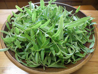 Verbena lamaie: cultivare, contraindicații, proprietăți utile