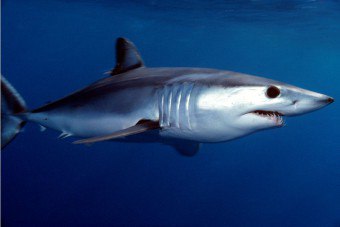 Heerlijk en exotisch gerecht: steakrecepten van blauwe haaien