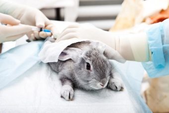 Den elskede kaninen ble syk: hva skal jeg gjøre?