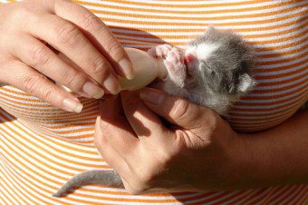 子猫の便秘：ペットを助ける